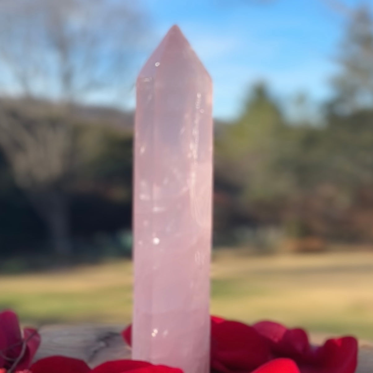 Reiki Infused Massive Rose Quarts 1.5lb-2lb
